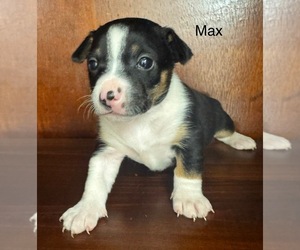Rat Terrier Puppy for sale in WHITAKERS, NC, USA