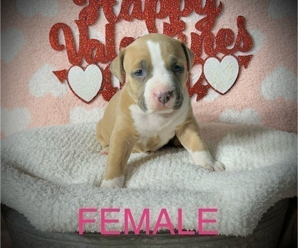 Medium Photo #11 American Bully Puppy For Sale in SALEM, IL, USA
