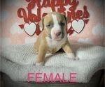 Small #10 American Bully