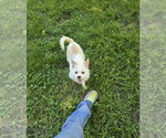 Small #1 Chihuahua Mix