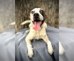 Small #6 Boston Terrier Mix