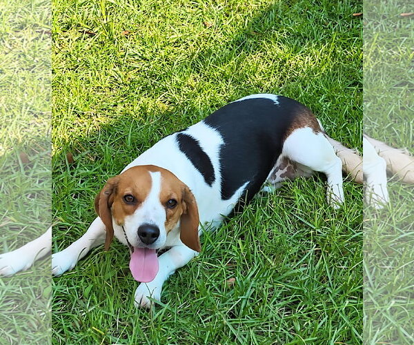 Medium Photo #2 Beagle Puppy For Sale in Dunnellon, FL, USA