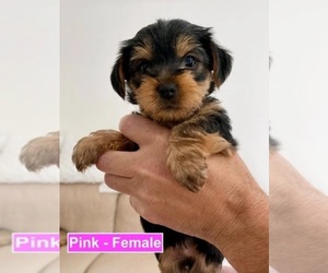 Yorkshire Terrier Puppy for sale in QUINCY, MA, USA