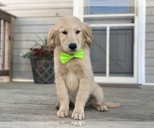 Golden Retriever Puppy for sale in LANCASTER, PA, USA