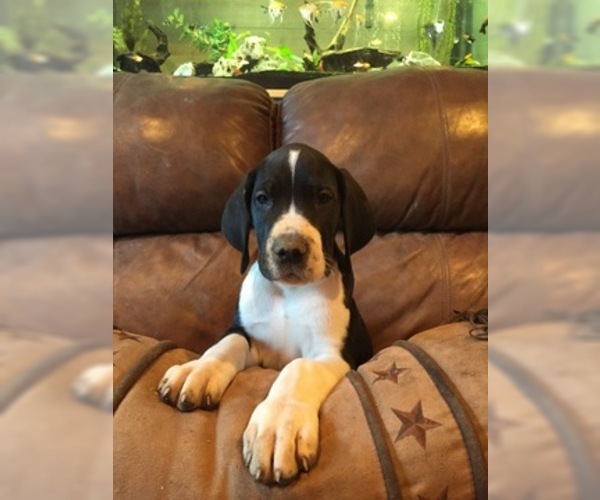 Medium Photo #5 Great Dane Puppy For Sale in BUNCETON, MO, USA