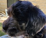 Small Photo #4 Doodle-Goldendoodle Mix Puppy For Sale in WACO, TX, USA