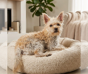 Mutt Dogs for adoption in Vail, AZ, USA