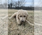 Small Photo #9 Goldendoodle Puppy For Sale in KNOB NOSTER, MO, USA