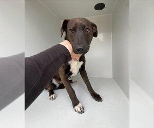 American Pit Bull Terrier-Whippet Mix Dogs for adoption in Houston, TX, USA