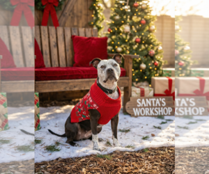 BONNIE #4 - Female American Pit Bull Terrier-Unknown Mix Dog for Adoption - Photo #2