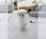 Small Maltese
