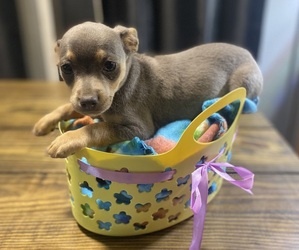 Chihuahua Puppy for sale in CASTLE HAYNE, NC, USA