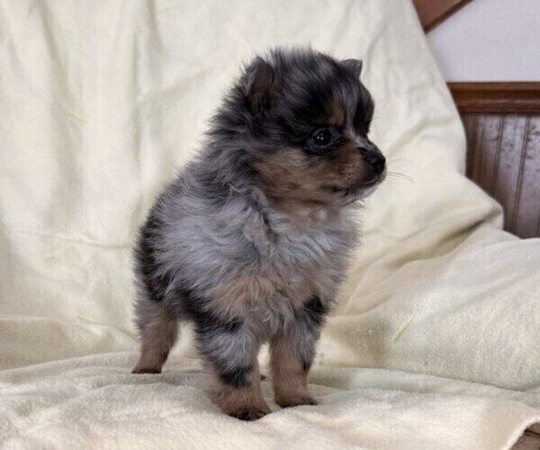 Medium Photo #5 Pomeranian Puppy For Sale in OWEN, WI, USA