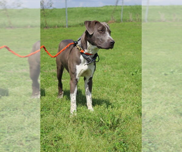 Medium Photo #14 American Pit Bull Terrier-Unknown Mix Puppy For Sale in Oakhurst, NJ, USA
