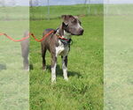 Small #13 American Pit Bull Terrier Mix