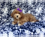 Small #9 ShihPoo