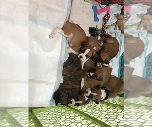 Boxer Puppy for sale in BENSALEM, PA, USA