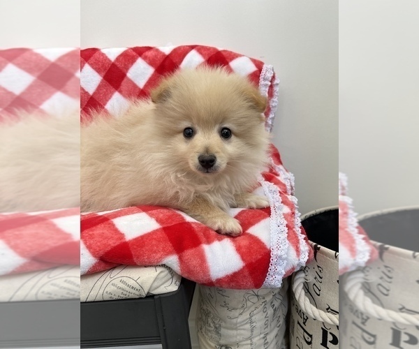 Medium Photo #1 Pomeranian Puppy For Sale in PARAGON, IN, USA