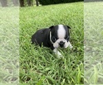 Small #5 Boston Terrier
