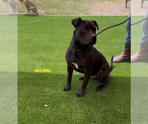 Medium Photo #5 Labrador Retriever-Unknown Mix Puppy For Sale in Woodland Hills, CA, USA
