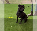 Small #4 Labrador Retriever Mix