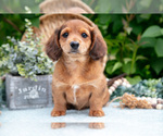 Small Photo #3 Dachshund Puppy For Sale in ELIZABETHTOWN, PA, USA