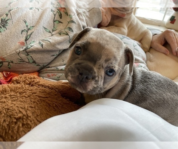 Medium Photo #9 French Bulldog Puppy For Sale in OSHKOSH, WI, USA