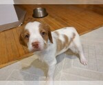 Puppy 2 Brittany