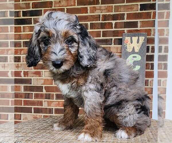 Medium Photo #6 F2 Aussiedoodle Puppy For Sale in COLUMBIA, TN, USA