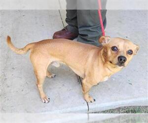 Chihuahua-Unknown Mix Dogs for adoption in Temple, TX, USA