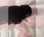 Small #2 Pomsky-Shiba Inu Mix