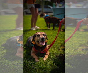 Abby - Awesome Girl! - Female Mutt Dog for Adoption - Photo #7