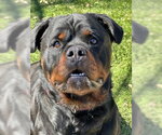 Small #5 Rottweiler Mix