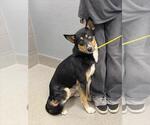 Small Siberian Husky Mix