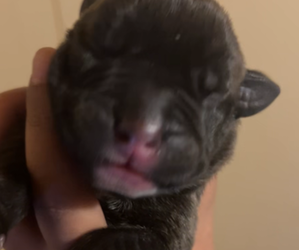 American Bully Puppy for sale in LANSFORD, PA, USA