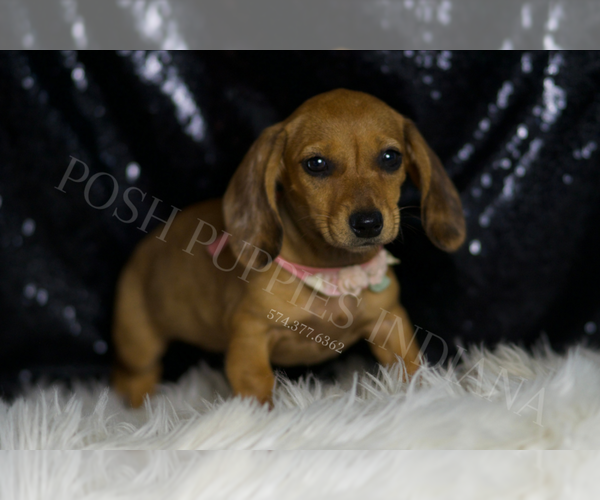 Medium Photo #4 Dachshund Puppy For Sale in WARSAW, IN, USA