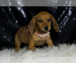 Small #3 Dachshund