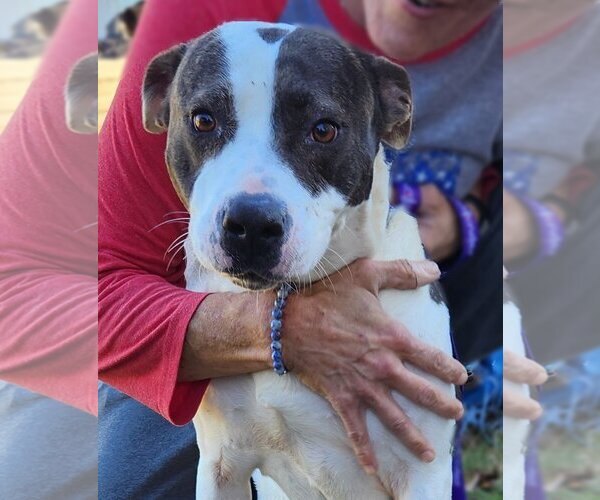 Medium Photo #3 American Pit Bull Terrier-Unknown Mix Puppy For Sale in Lafayette, LA, USA
