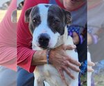 Small #2 American Pit Bull Terrier Mix