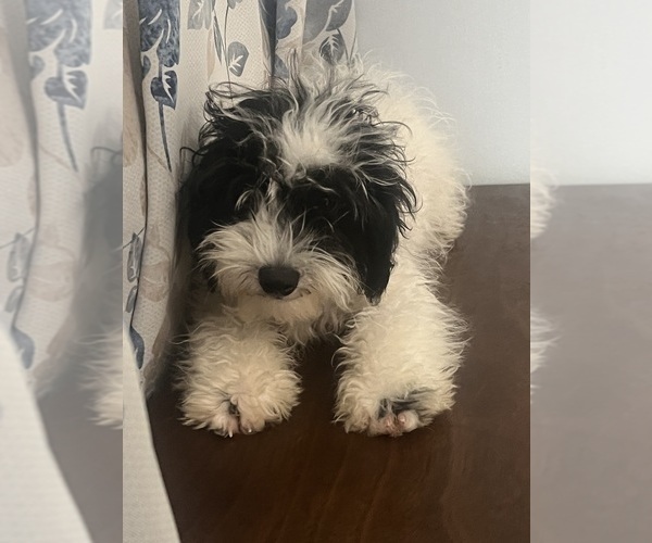 Medium Photo #21 Cavapoo-Poodle (Miniature) Mix Puppy For Sale in DURHAM, CT, USA