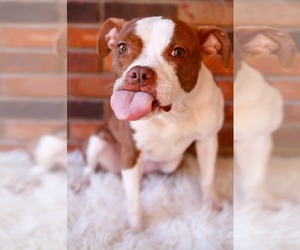 Boston Terrier-Unknown Mix Dogs for adoption in Greenville, SC, USA
