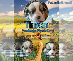 Medium Pembroke Welsh Corgi
