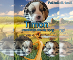 Puppy 2 Pembroke Welsh Corgi