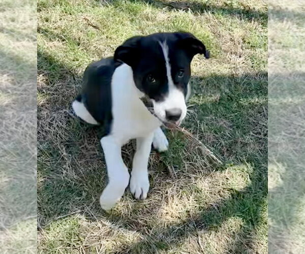 Medium Photo #10 Great Pyrenees-Unknown Mix Puppy For Sale in OKLAHOMA CITY, OK, USA