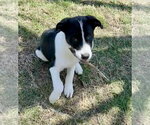 Small #9 Great Pyrenees Mix