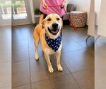 Small #3 Labrador Retriever-Rhodesian Ridgeback Mix