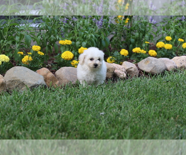 Medium Photo #31 Bichon Frise Puppy For Sale in HUMBOLDT, IL, USA