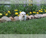 Small Photo #31 Bichon Frise Puppy For Sale in HUMBOLDT, IL, USA