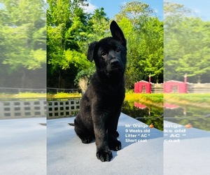 German Shepherd Dog Puppy for Sale in GADSDEN, Alabama USA