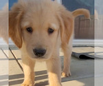 Small Photo #7 Golden Retriever Puppy For Sale in COLUSA, CA, USA